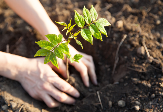 富士山植樹活動